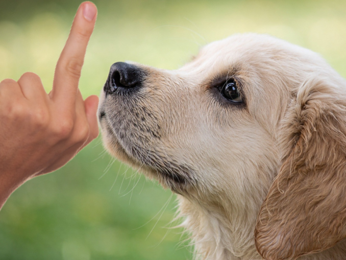 Abandon chiot chablais